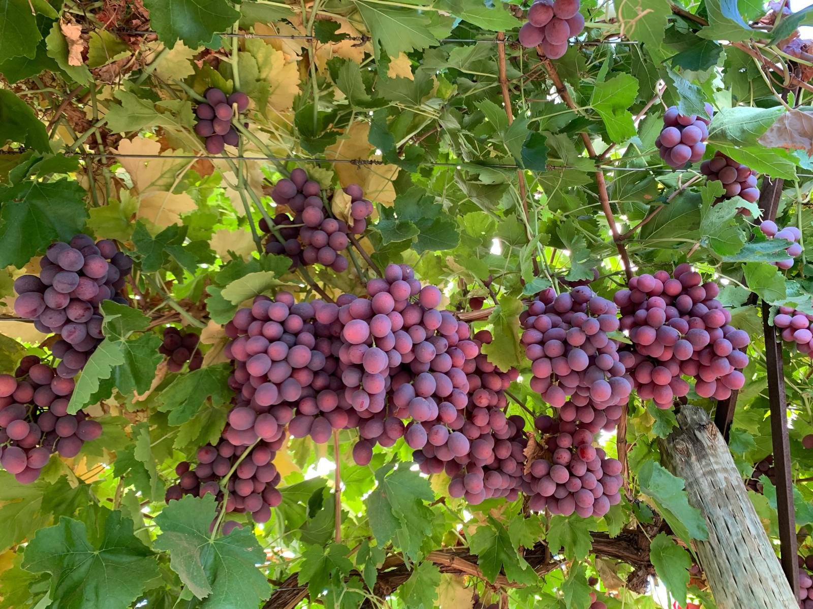 Sweet-Grapes