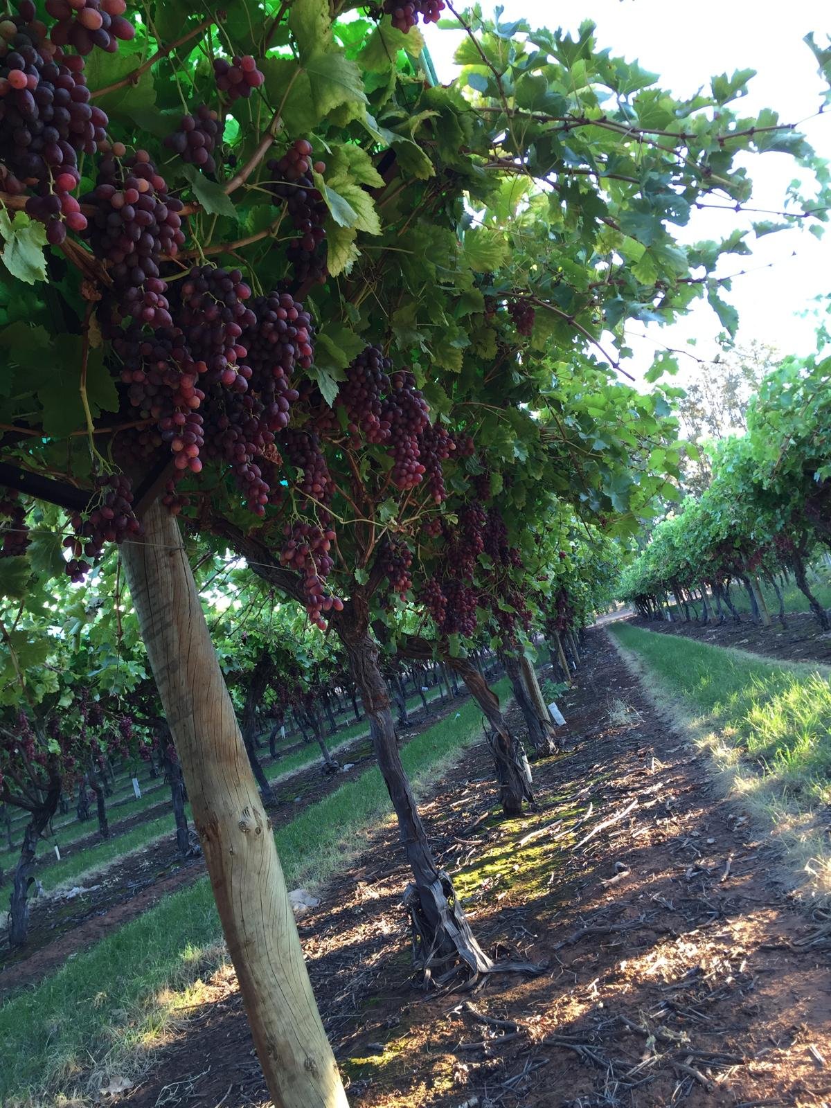 Fresh-Table-Grapes-Farms